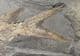 MUSEUM QUALITY PERMIAN FISH FROM GERMANY.