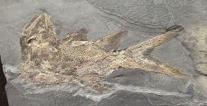 MUSEUM QUALITY PERMIAN FISH FROM GERMANY.