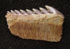 MUSEUM QUALITY SEVEN GILLED SHARK TOOTH - PLIOCENE, CHILE.