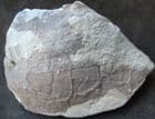 MYSTERY PLANT - COAL MEASURES, BOLTON
