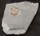 NACREOUS AMMONITE SHOWING SUPERB IRIDESCENCE - JURASSIC, SOMERSET.