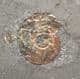 NACREOUS AMMONITE SHOWING SUPERB IRIDESCENCE - JURASSIC, SOMERSET.