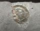 NACREOUS AMMONITE SHOWING SUPERB IRIDESCENCE - JURASSIC, SOMERSET.