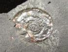 NACREOUS AMMONITE SHOWING SUPERB IRIDESCENCE - JURASSIC, SOMERSET.