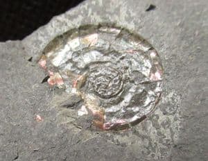 NACREOUS AMMONITE SHOWING SUPERB IRIDESCENCE - JURASSIC, SOMERSET.