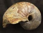 NAUTILUS SHOWING BOTH SHELL AND SEPTAL CHAMBERS - JURASSIC, DORSET.
