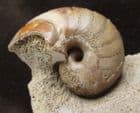 NAUTILUS SHOWING COLOUR - JURASSIC, DORSET.