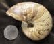NAUTILUS - UPPER LIAS, RUGBY, WARWICKSHIRE.