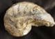 NAUTILUS - UPPER LIAS, RUGBY, WARWICKSHIRE.