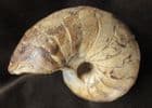NAUTILUS - UPPER LIAS, RUGBY, WARWICKSHIRE.
