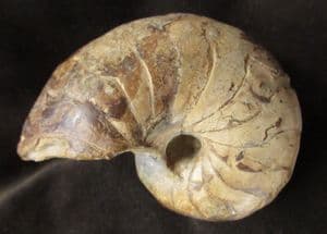 NAUTILUS - UPPER LIAS, RUGBY, WARWICKSHIRE.