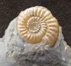 NEAT EPOPHIOCERAS - JURASSIC, LYME REGIS.