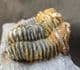 NESEURETUS TRISTANI - ORDOVICIAN, BRITTANY, FRANCE.
