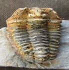 NESEURETUS TRISTANI - ORDOVICIAN, BRITTANY, FRANCE.