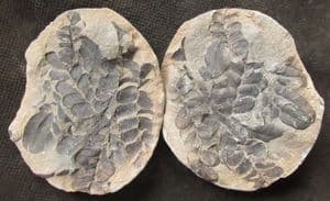 NEUROPTERIS HETEROPHYLLA - COAL MEASURES, LANCASHIRE.
