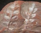 NEUROPTERIS IN SPLIT NODULE - COAL MEASURES, LANCASHIRE.