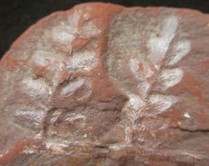 NEUROPTERIS IN SPLIT NODULE - COAL MEASURES, LANCASHIRE.