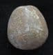 NICE COLLYRITES ELLIPTICA - JURASSIC, FRANCE.