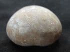 NICE COLLYRITES ELLIPTICA - JURASSIC, FRANCE.