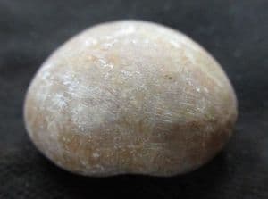 NICE COLLYRITES ELLIPTICA - JURASSIC, FRANCE.