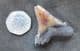 NICE OTODUS ANGUSTINES TOOTH FROM THE PLIOCENE OF FLORIDA.