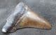 NICE OTODUS ANGUSTINES TOOTH FROM THE PLIOCENE OF FLORIDA.
