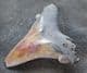 NICE OTODUS ANGUSTINES TOOTH FROM THE PLIOCENE OF FLORIDA.