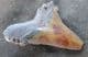 NICE OTODUS ANGUSTINES TOOTH FROM THE PLIOCENE OF FLORIDA.