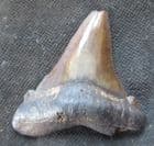 NICE OTODUS ANGUSTINES TOOTH FROM THE PLIOCENE OF FLORIDA.