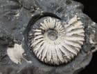 NICE WHITE SHELLED PAVLOVIA - JURASSIC, DORSET.