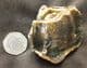 NICE WOOLLY RHINO TOOTH - DREDGED FROM THE NORTH SEA.