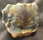 NICE WOOLLY RHINO TOOTH - DREDGED FROM THE NORTH SEA.