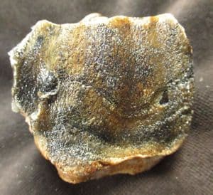 NICE WOOLLY RHINO TOOTH - DREDGED FROM THE NORTH SEA.