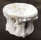 NILE PERCH VERTEBRA -  LOWER EOCENE, MALI, AFRICA.