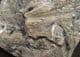 NILSONIA TENUICOLIS - JURASSIC, YORKSHIRE COAST.