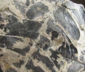 NILSONIA TENUICOLIS - JURASSIC, YORKSHIRE COAST.