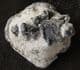 NOTOPOCORYSTES STOKESII STOKESII - CRETACEOUS, GAULT CLAY, FOLKESTONE.