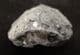 NOTOPOCORYSTES STOKESII STOKESII - CRETACEOUS, GAULT CLAY, FOLKESTONE.