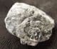 NOTOPOCORYSTES STOKESII STOKESII - CRETACEOUS, GAULT CLAY, FOLKESTONE.