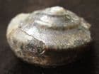 OBORNELLA GRANULA TA- JURASSIC, DORSET.