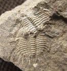 ODONTOPLEURA SIEMANGI - SILURIAN, CZECH REPUBLIC.