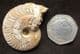 OECHETOCERAS CANALICULATUM - JURASSIC, FRANCE.