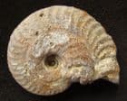 OECHETOCERAS CANALICULATUM - JURASSIC, FRANCE.