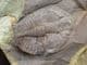 OGYGINUS CORNDENSIS - POSITIVE / NEGATIVE - ORDOVICIAN, WALES.