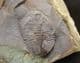OGYGINUS CORNDENSIS - POSITIVE / NEGATIVE - ORDOVICIAN, WALES.