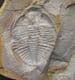 OGYGINUS CORNDENSIS - POSITIVE / NEGATIVE - ORDOVICIAN, WALES.