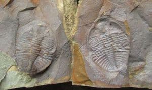 OGYGINUS CORNDENSIS - POSITIVE / NEGATIVE - ORDOVICIAN, WALES.