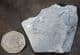 OGYGIOCARELLA MOULT - ORDOVICIAN, SHROPSHIRE.