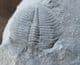 OGYGIOCARELLA MOULT - ORDOVICIAN, SHROPSHIRE.