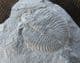 OGYGIOCARELLA MOULT - ORDOVICIAN, SHROPSHIRE.